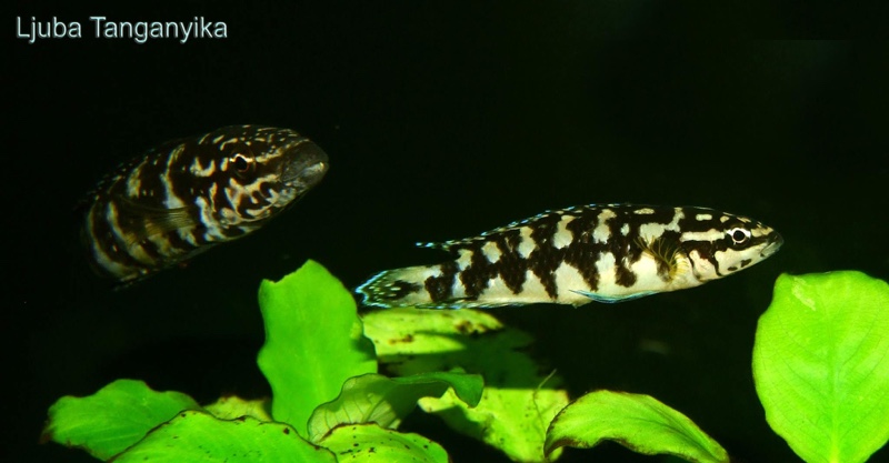 Julidochromis sp. 'kombe' Kombe